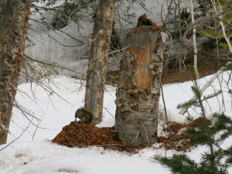 Squirrel